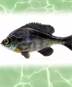 Lures Savage Gear Loose Body Pulse Tail BlueGil Lure 4in