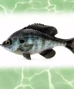 Lures Savage Gear Loose Body Pulse Tail BlueGil Lure 4in