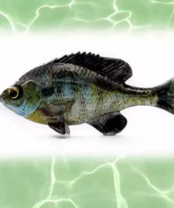 Lures Savage Gear Loose Body Pulse Tail BlueGil Lure 4in