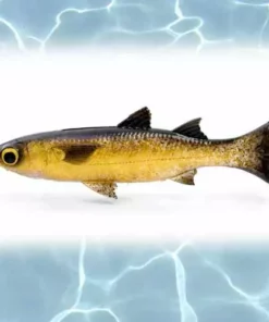 Savage Lure Gear Pulse Tail Mullet 5In 15 Savage Gear Pulse Tail Mullet Lure 5in Lures