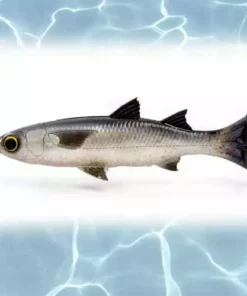 Savage Lure Gear Pulse Tail Mullet 5In 12 Savage Gear Pulse Tail Mullet Lure 5in Lures