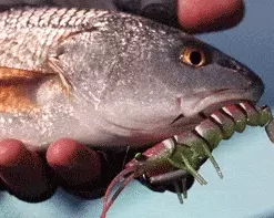 Savage Gear 3D Manic Shrimp Lure 5in Lures