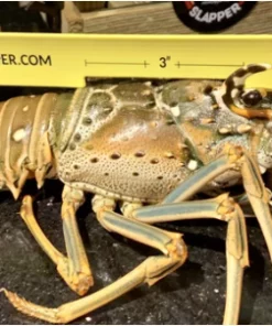 Lobster Slapper - Lobster Gauge Clothing & Gifts