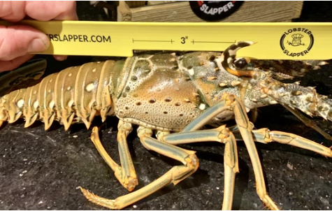 Lobster Slapper - Lobster Gauge Clothing & Gifts 3 Lobster Slapper - Lobster Gauge Clothing & Gifts