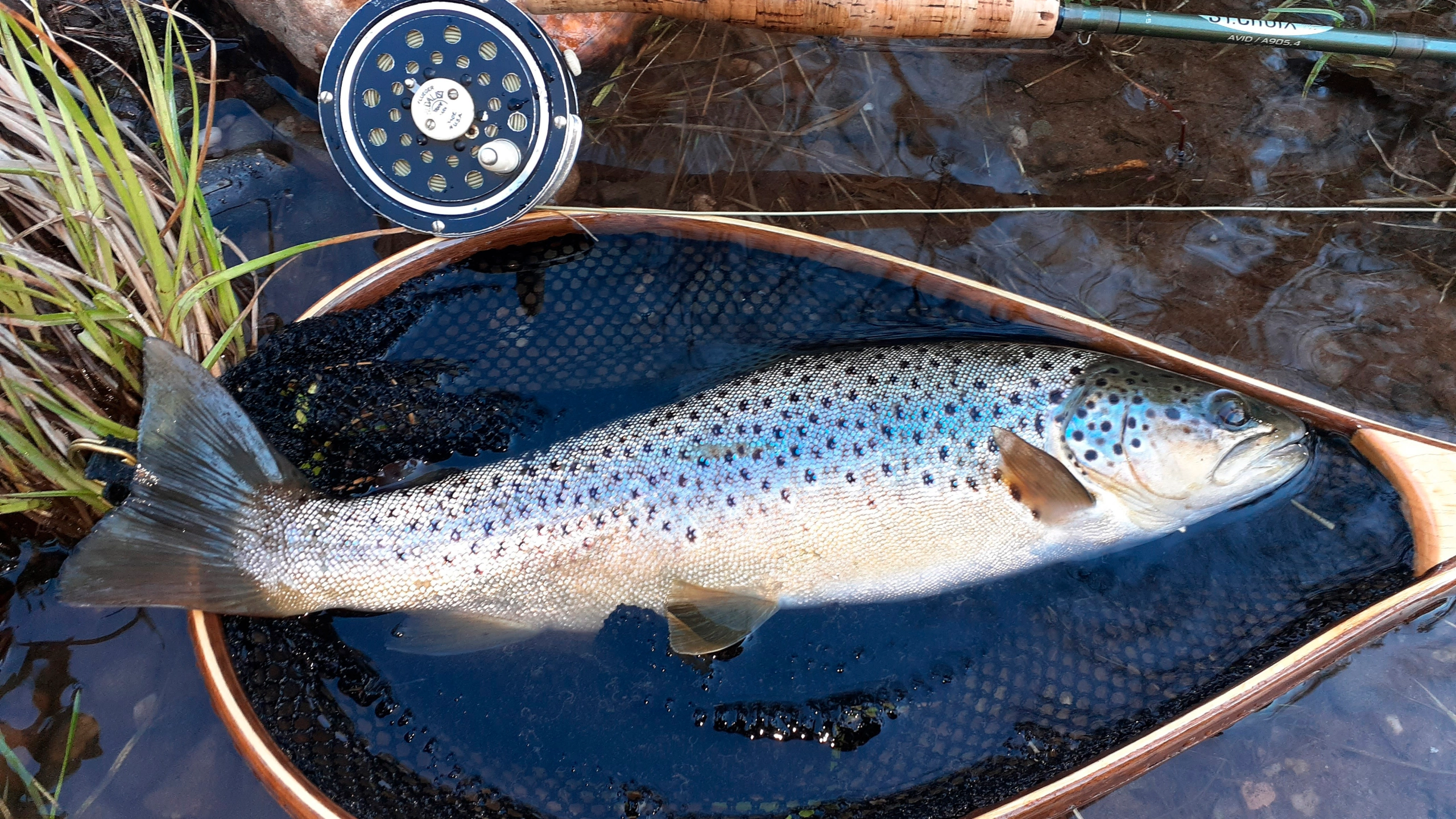 Capt Harry Sales 2022 -Capt Harry Sales 2022 2987289347